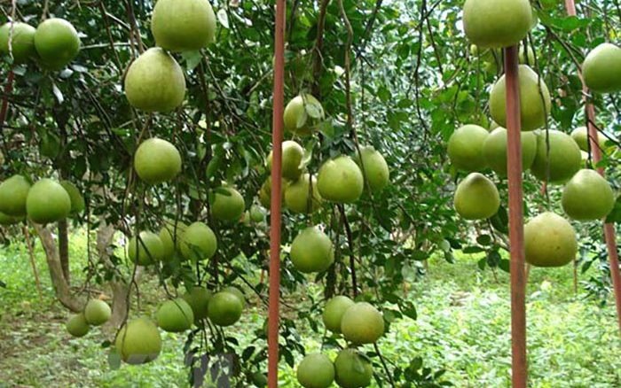Giải mã giấc mơ liên quan tới quả bưởi