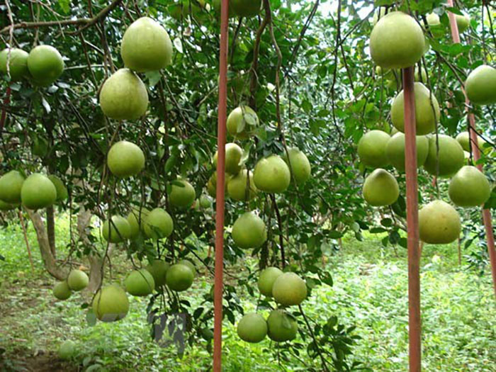 Giải mã giấc mơ liên quan tới quả bưởi